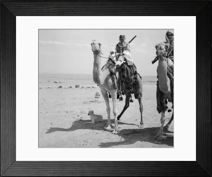 Framed Print : Mounted Bedoin Camel Corps Member Framed Print : Mounted Bedoin Camel Corps Member
