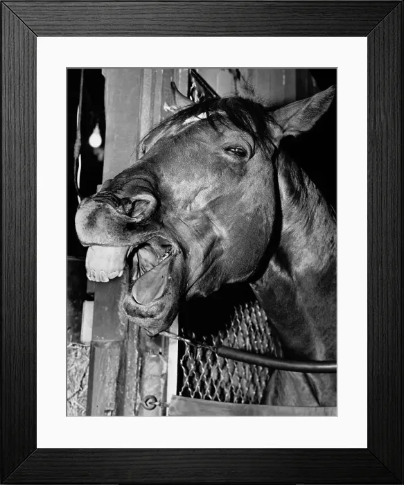 Framed Print : Racehorse Silky Sullivan Laughing Framed Print : Racehorse Silky Sullivan Laughing