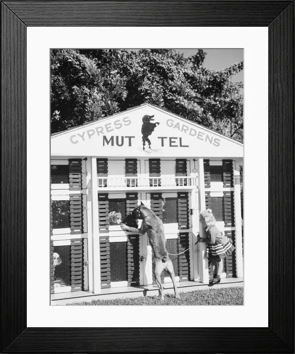 Framed Print : Great Dane and Girl Looking at Rooms at Muttel Framed Print : Great Dane and Girl Looking at Rooms at Muttel