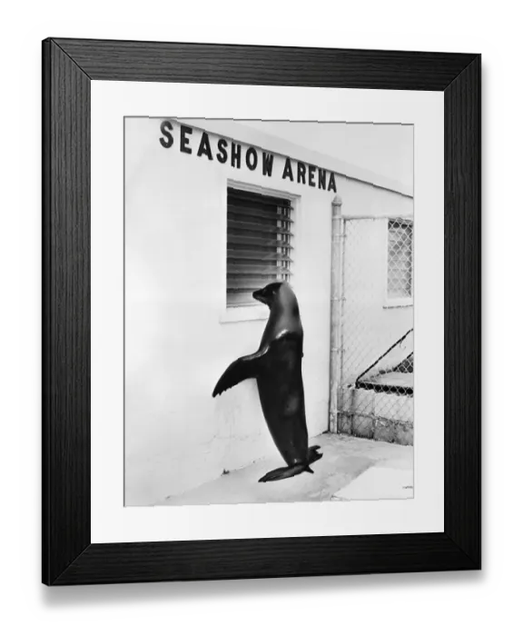 Framed Print : Trained Sea Lion Peeping Through Window Framed Print : Trained Sea Lion Peeping Through Window