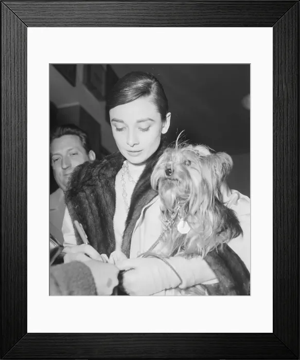 Framed Print : Audrey Hepburn Signing Autograph Holding Her Dog Framed Print : Audrey Hepburn Signing Autograph Holding Her Dog
