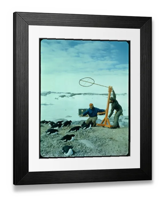 Framed Print : biologist Studying Penguins Framed Print : biologist Studying Penguins