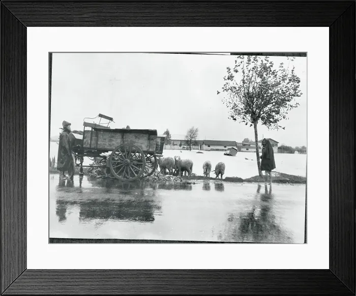 Framed Print : Herder Gathering His Sheep in Flooded Area Framed Print : Herder Gathering His Sheep in Flooded Area