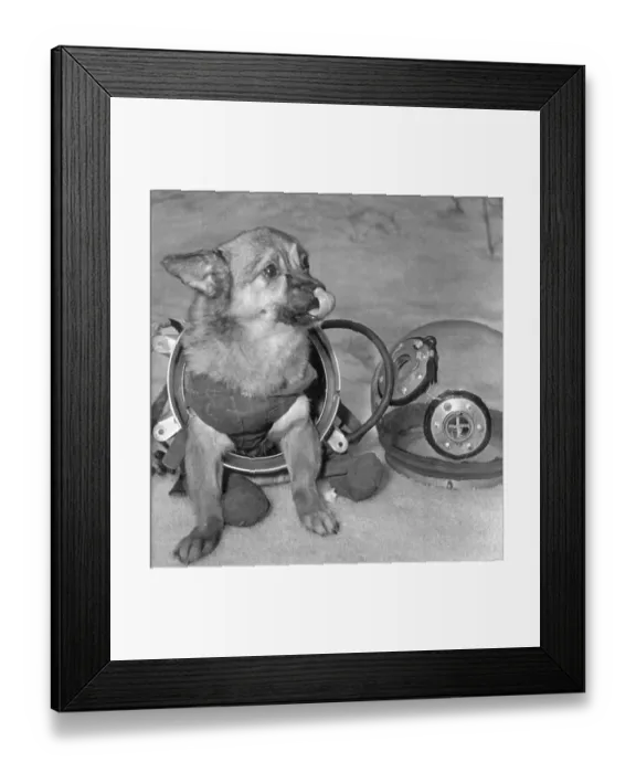 Framed Print : Soviet Space Dog in Space Suit Framed Print : Soviet Space Dog in Space Suit