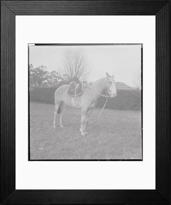 Framed Print : Horse Belonging to Gaucho Framed Print : Horse Belonging to Gaucho