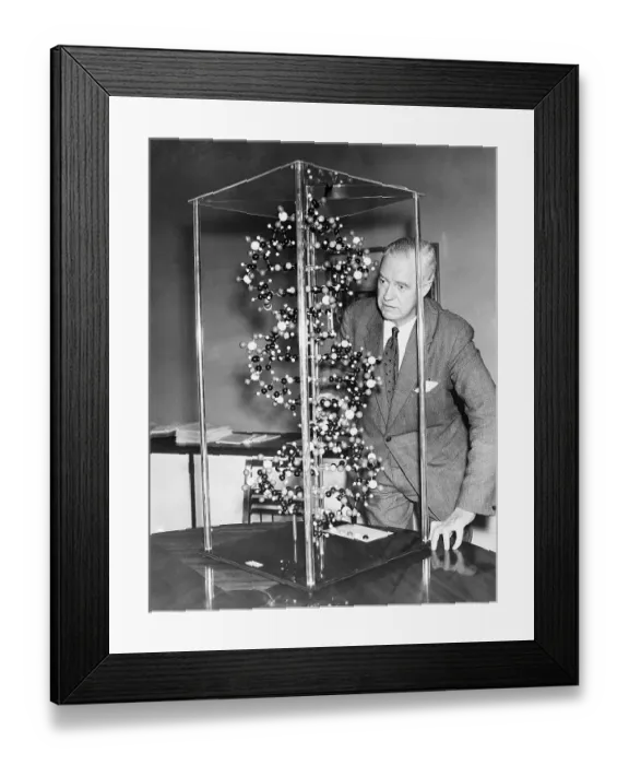 Framed Print : Alexander Todd Looks at Molecule Model Framed Print : Alexander Todd Looks at Molecule Model