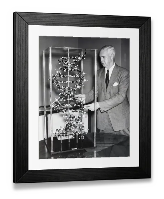 Framed Print : Alexander Todd Points At Molecule Model Framed Print : Alexander Todd Points At Molecule Model