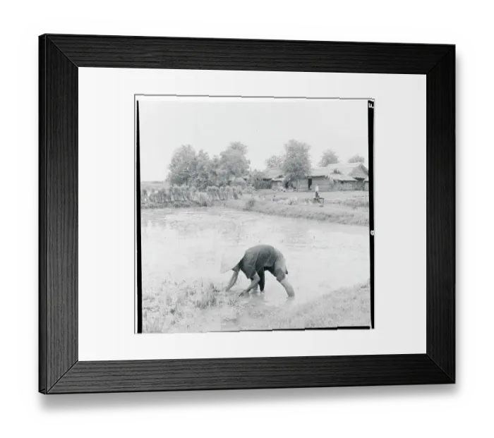 Framed Print : Farmer Working in Paddy Field Framed Print : Farmer Working in Paddy Field