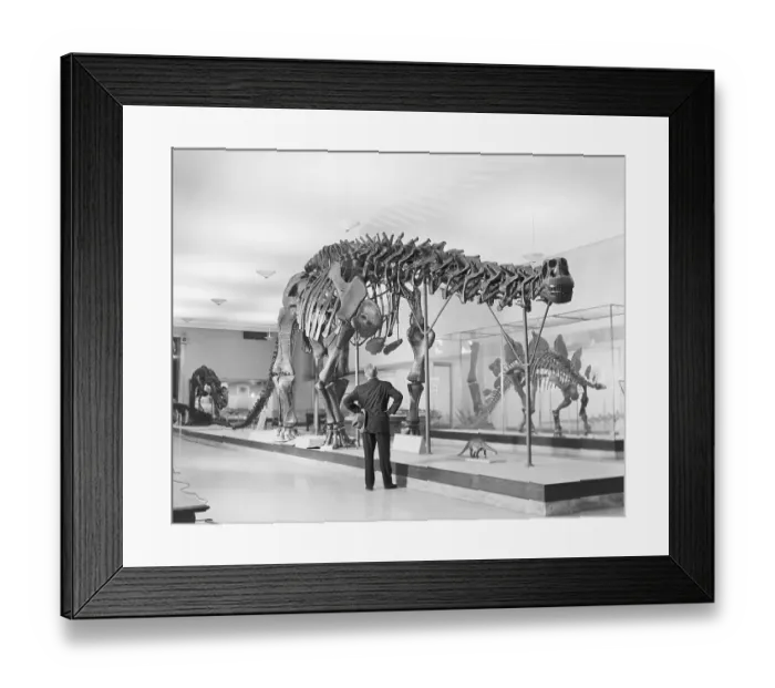 Framed Print : Bones of a Brontosaurus Framed Print : Bones of a Brontosaurus