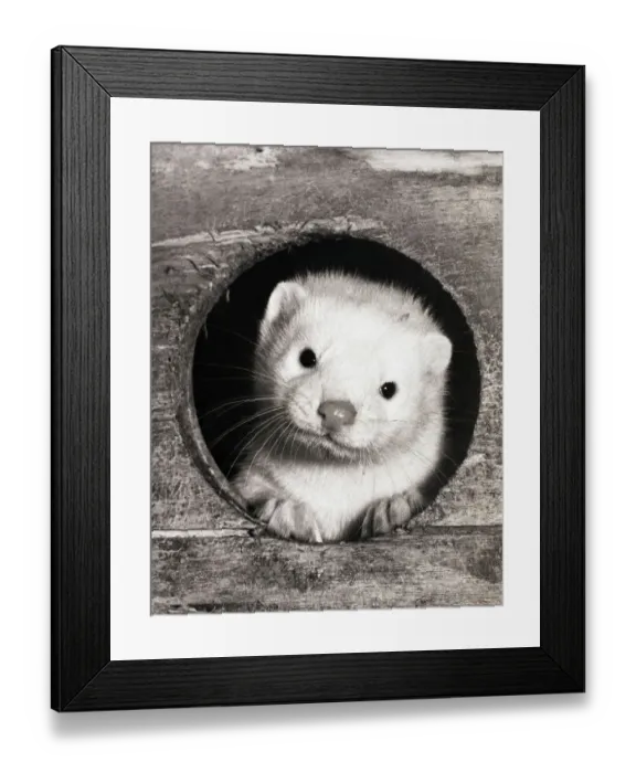 Framed Print : Baby Mink Looking Through Hole in Cage Framed Print : Baby Mink Looking Through Hole in Cage