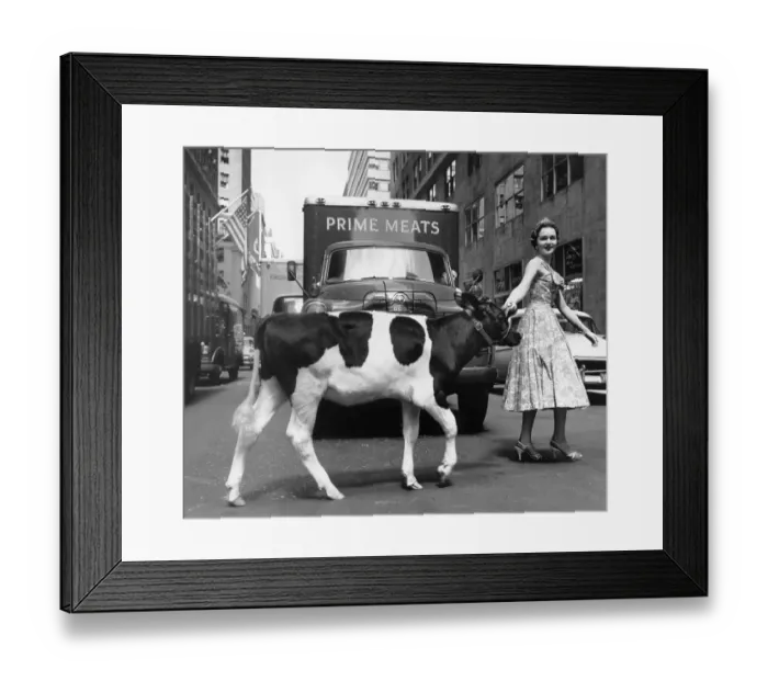 Framed Print : Woman Leading Cow Across Street Framed Print : Woman Leading Cow Across Street
