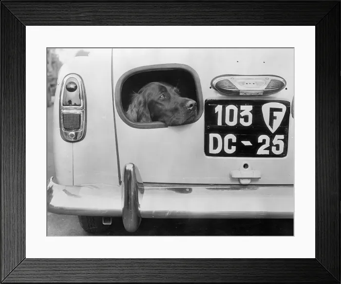 Framed Print : Dog Peering from Hole in Rear of Car Framed Print : Dog Peering from Hole in Rear of Car