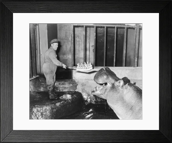 Framed Print : Hippopotamus Celebrating His Birthday Framed Print : Hippopotamus Celebrating His Birthday