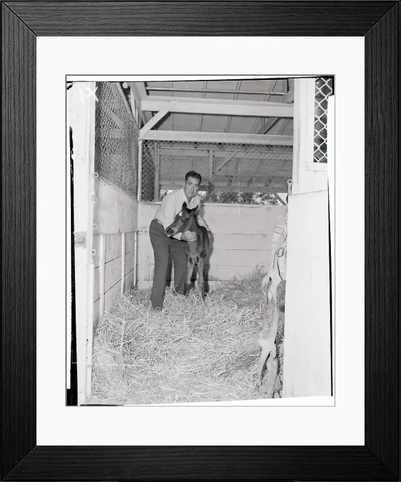 Framed Print : James D Norris with Newborn Colt Framed Print : James D Norris with Newborn Colt
