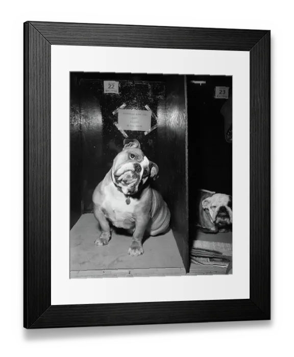 Framed Print : Best Bulldog Looking Sad with Head Tilted Framed Print : Best Bulldog Looking Sad with Head Tilted