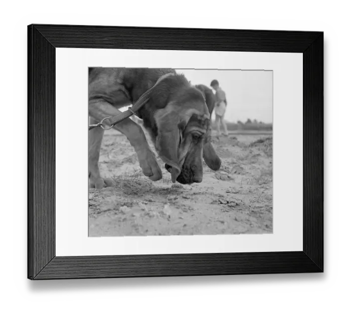 Framed Print : A Police Bloodhound Framed Print : A Police Bloodhound