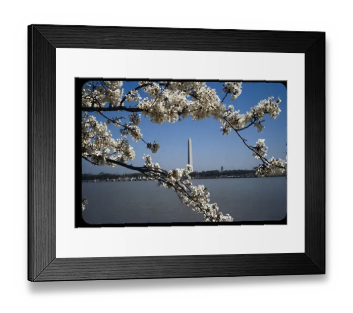 Framed Print : Cherry Blossoms in Washington Framed Print : Cherry Blossoms in Washington