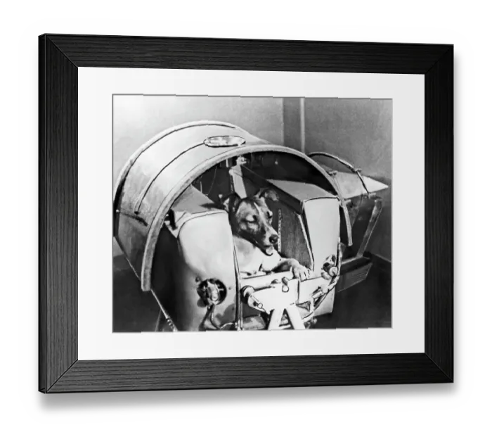 Framed Print : Laika, Russian Astro Dog Framed Print : Laika, Russian Astro Dog