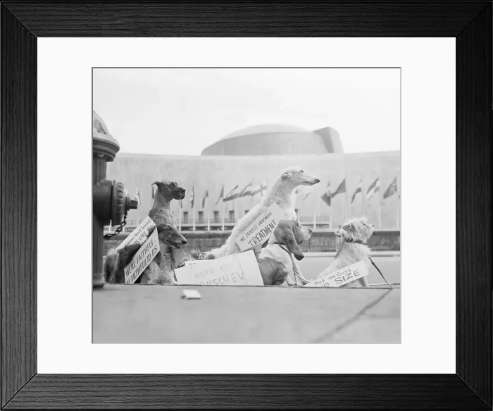 Framed Print : Dogs Sitting in Front of United Nations Framed Print : Dogs Sitting in Front of United Nations