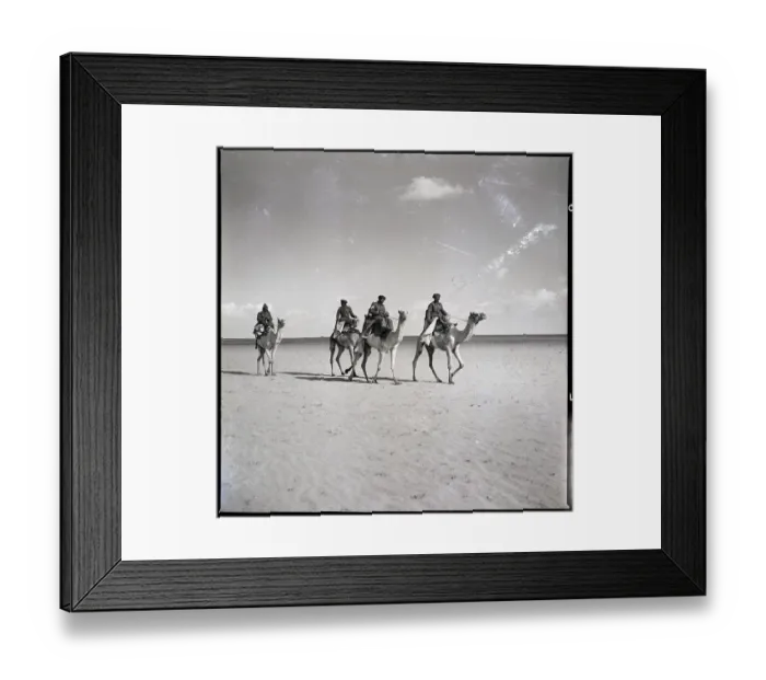 Framed Print : Egyptian Border Patrol On Camels Framed Print : Egyptian Border Patrol On Camels