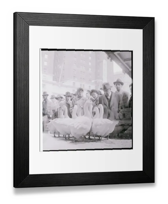 Framed Print : People Looking at Geese in a Window Display Framed Print : People Looking at Geese in a Window Display