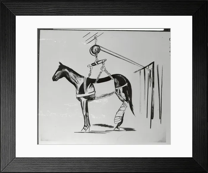 Framed Print : Injured Horse Wearing Leg Sling Framed Print : Injured Horse Wearing Leg Sling
