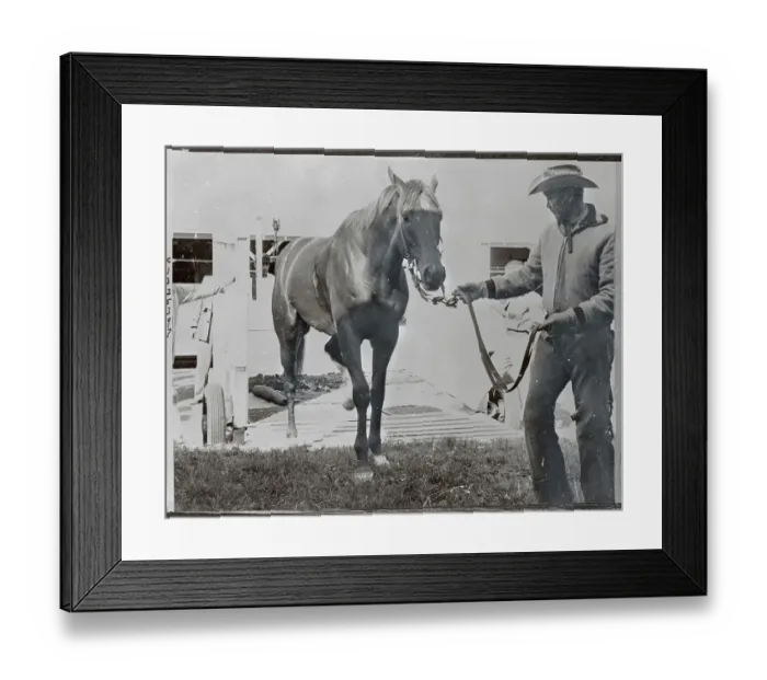 Framed Print : Trainer Guiding Injured Horse in Sling Framed Print : Trainer Guiding Injured Horse in Sling
