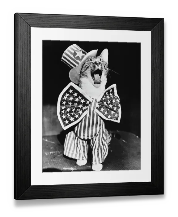 Framed Print : Yawning Cat in Uncle Sam Costume Framed Print : Yawning Cat in Uncle Sam Costume