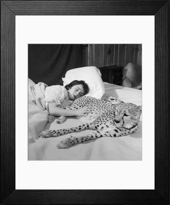 Framed Print : Charlene Chapman Sleeping with Pet Cheetah Framed Print : Charlene Chapman Sleeping with Pet Cheetah