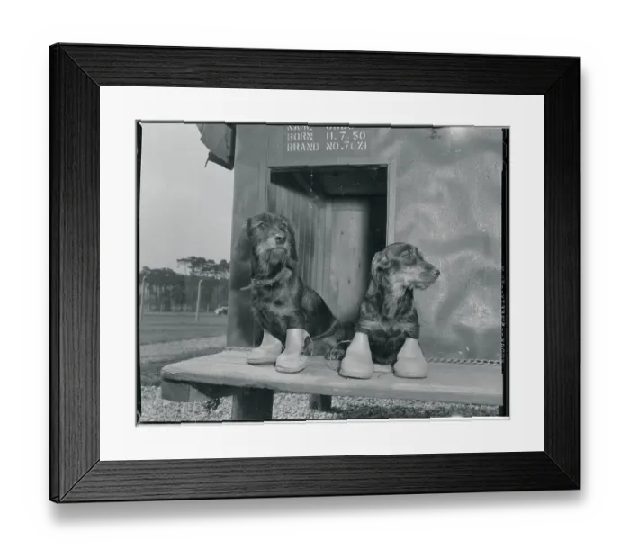 Framed Print : Dachshunds Wearing Shoes Framed Print : Dachshunds Wearing Shoes