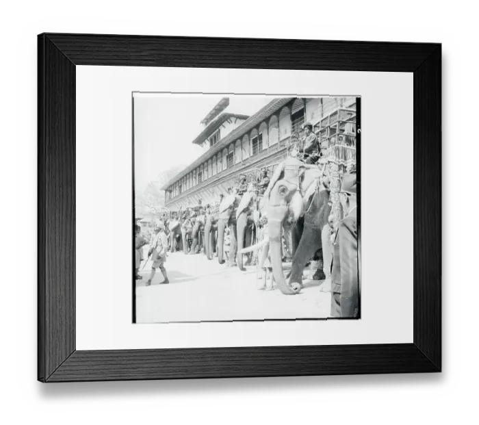 Framed Print : A Line of Elephants Framed Print : A Line of Elephants