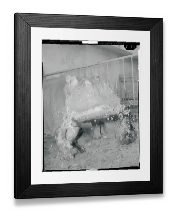 Framed Print : Bongo Eating Lunch