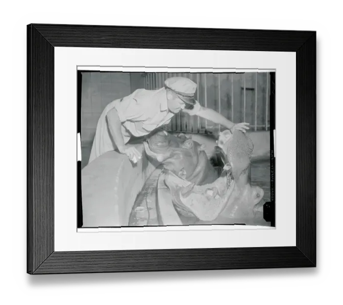 Framed Print : Louis Creed Feeding Bongo