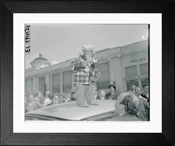 Framed Print : A Chimpanzee Holding a Camera Framed Print : A Chimpanzee Holding a Camera