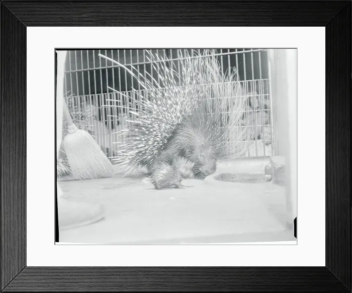 Framed Print : View of Porcupine with Baby Framed Print : View of Porcupine with Baby