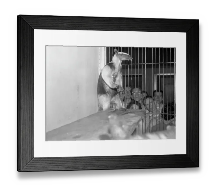 Framed Print : Portrait of Anteater Framed Print : Portrait of Anteater