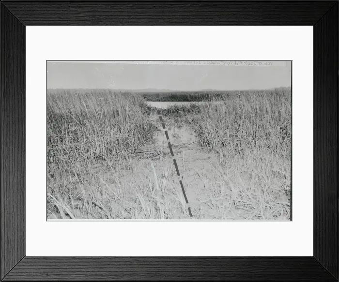 Framed Print : Trampled Marsh Grass Framed Print : Trampled Marsh Grass