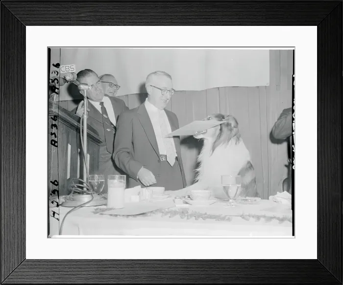 Framed Print : Lassie Receiving a Peabody Award Framed Print : Lassie Receiving a Peabody Award