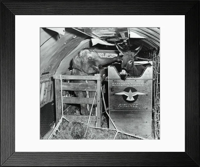 Framed Print : A Donkey and an Elephant Framed Print : A Donkey and an Elephant