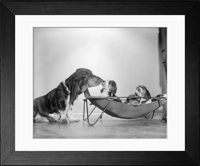 Framed Print : Mother Basset Hound Tends to Puppies Framed Print : Mother Basset Hound Tends to Puppies