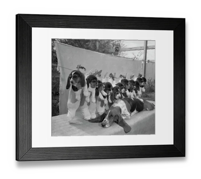 Framed Print : Bassett Hounds Sitting in a Line Framed Print : Bassett Hounds Sitting in a Line