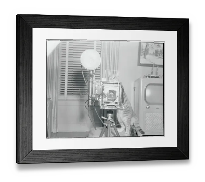 Framed Print : Cat Behind the Camera Framed Print : Cat Behind the Camera