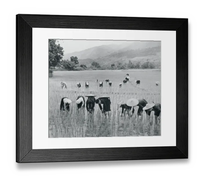 Framed Print : Peasants Weeding a Rice Field Framed Print : Peasants Weeding a Rice Field