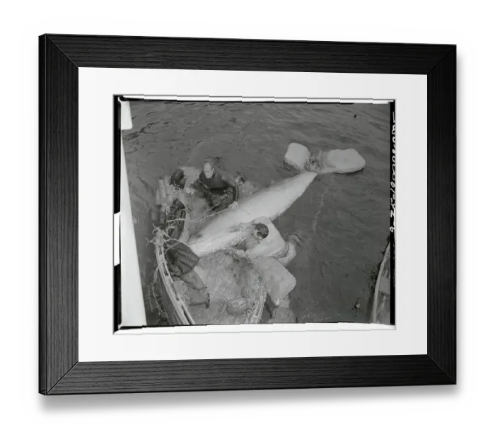Framed Print : Man Helping Displaced Whale on Shoreline Framed Print : Man Helping Displaced Whale on Shoreline
