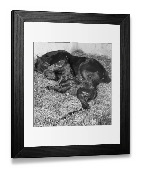 Framed Print : Andromeda and Foal