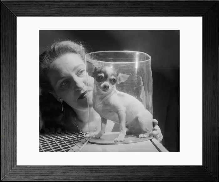 Framed Print : Chihuahua Sitting in a Plastic Case Framed Print : Chihuahua Sitting in a Plastic Case