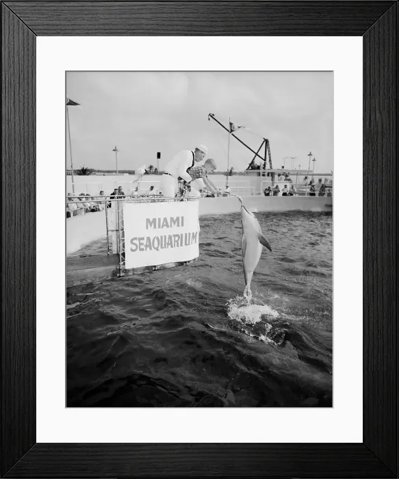 Framed Print : Poster Child Tommy Woodward Feeds Dolphin Framed Print : Poster Child Tommy Woodward Feeds Dolphin