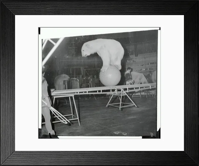 Framed Print : Bear Balancing Itself on Ball Framed Print : Bear Balancing Itself on Ball