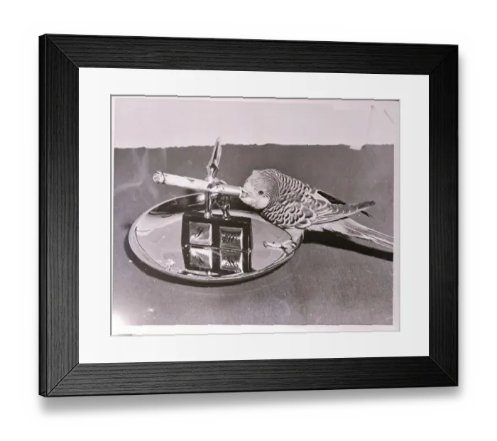 Framed Print : Parakeet Smoking