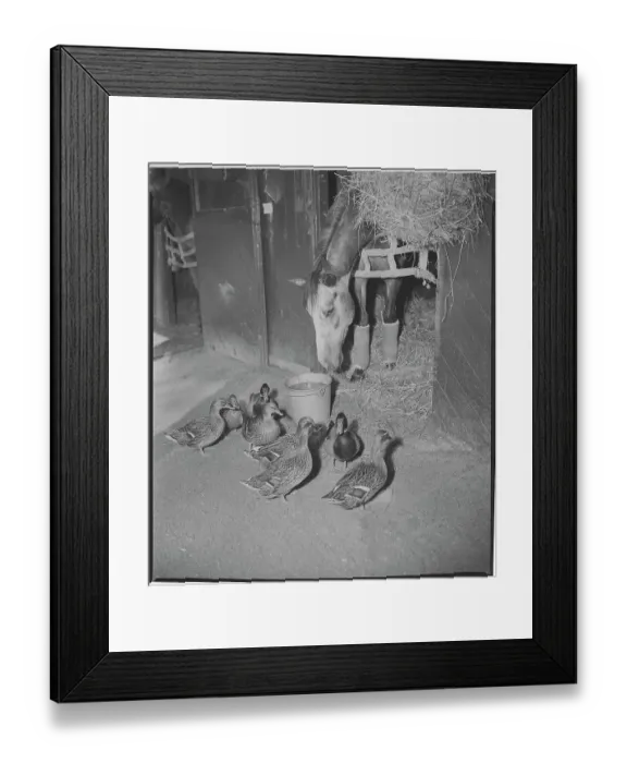 Framed Print : Ducks Watching a Horse Eat Framed Print : Ducks Watching a Horse Eat